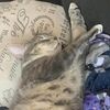 myrrhcat